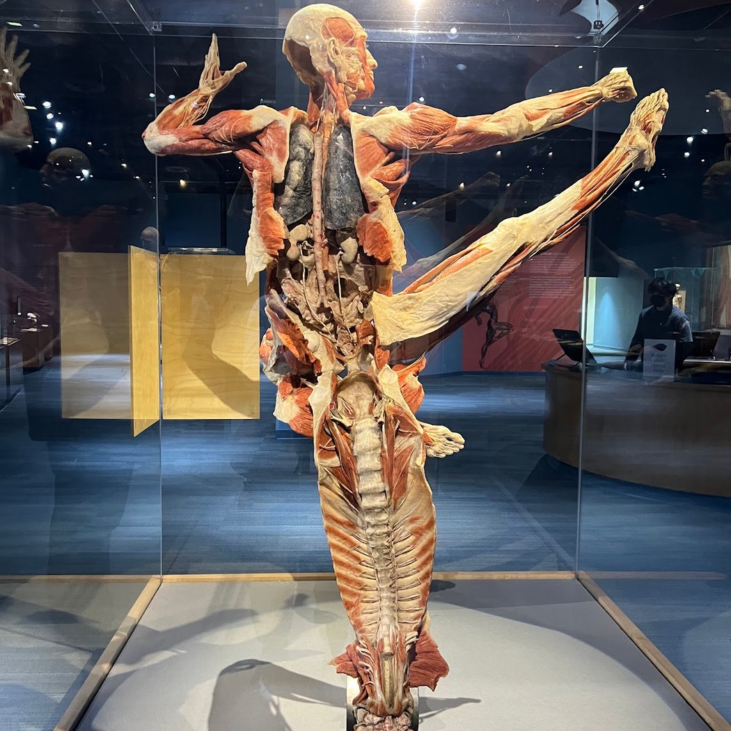 BODY WORLDS Exhibit 4