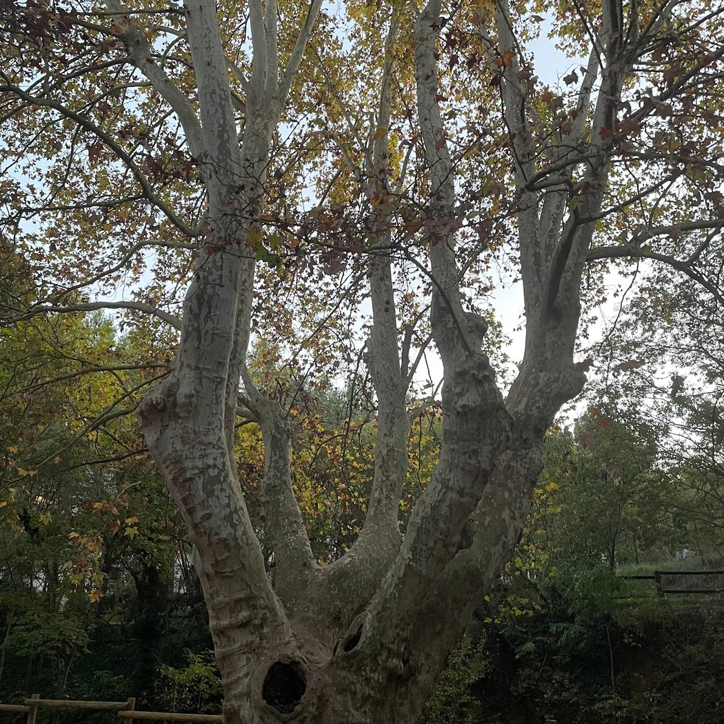 Remarkable tree 3