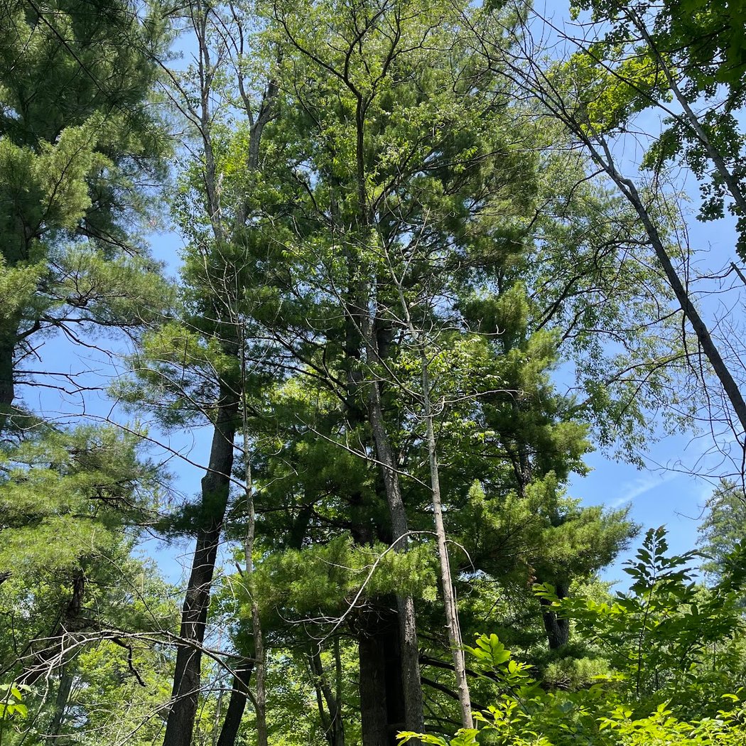The Pine Hollow Arboretum 2
