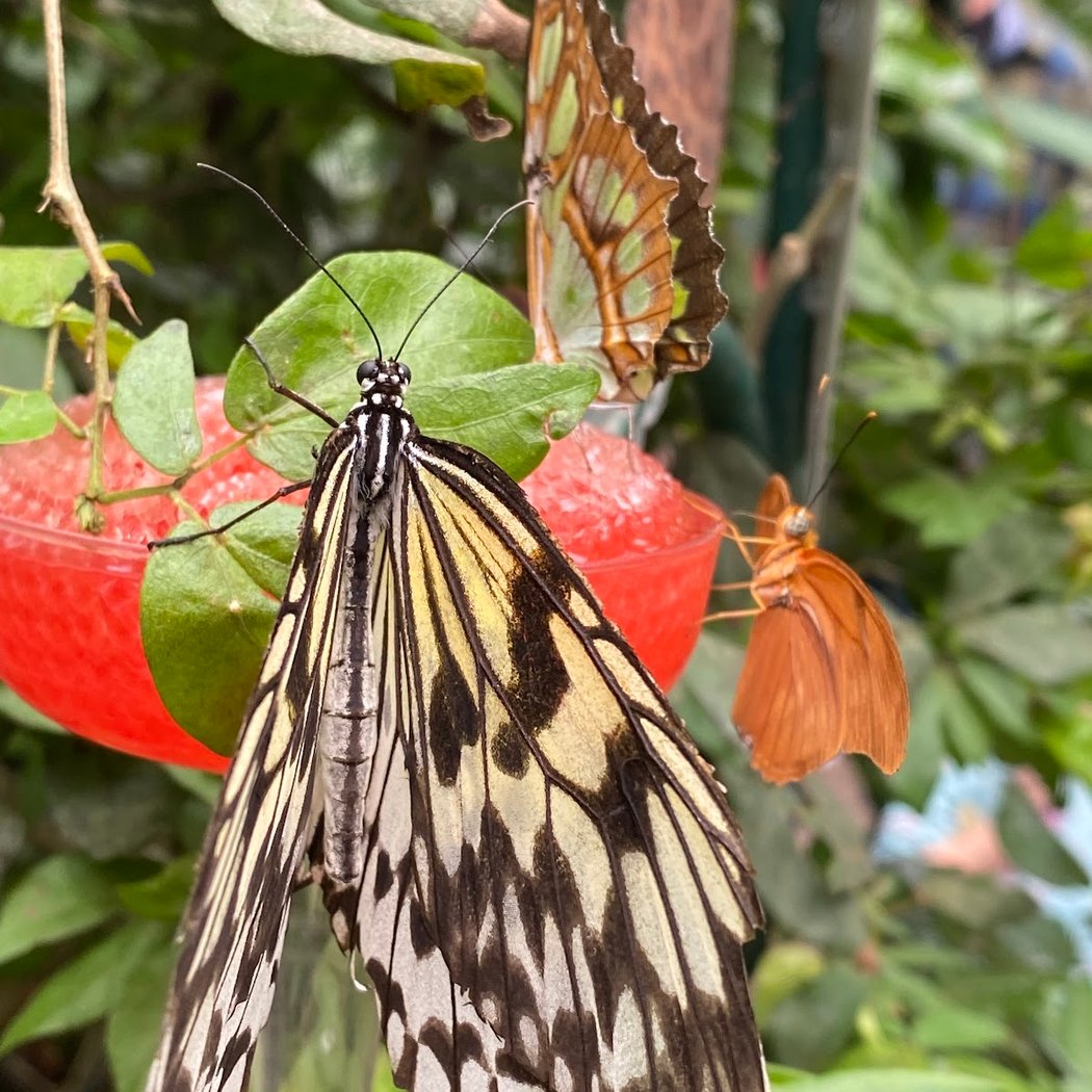 Magic Wings Butterfly Conservatory 3