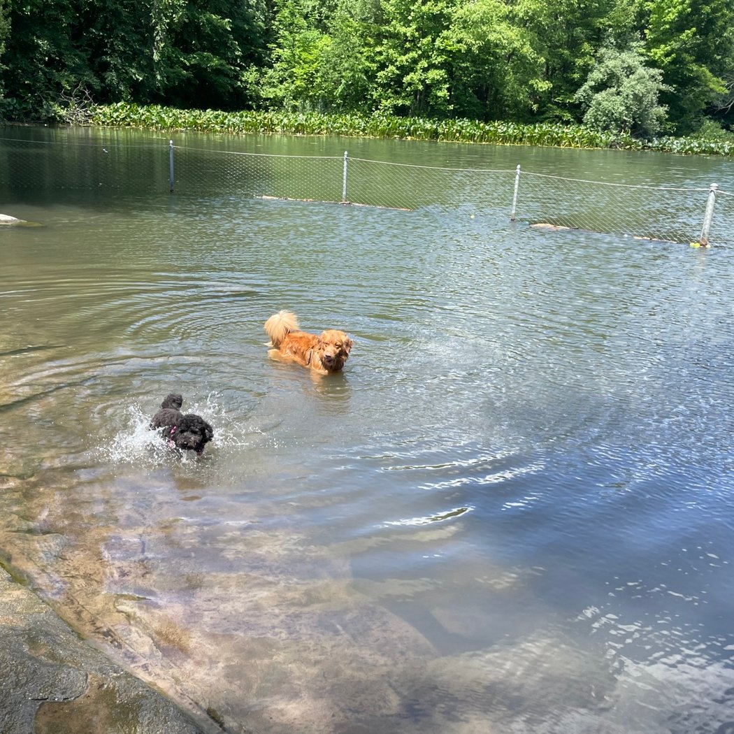 Prospect Park Dog Beach 2