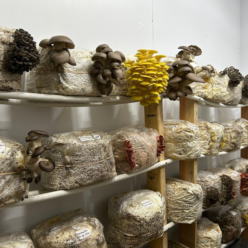 Santa Cruz Mushrooms 3