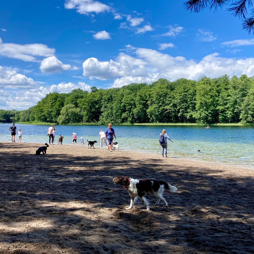 Hundestrand