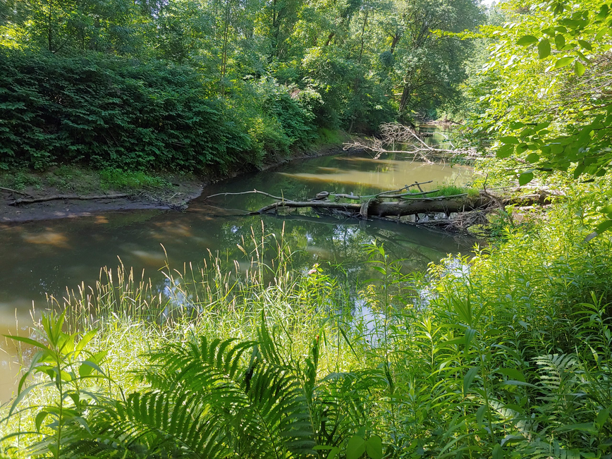 Givans Creek Woods 3