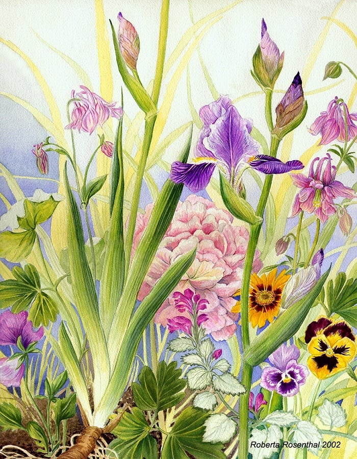 Botanical Drawing with Graphite and Watercolor Pencils with Roberta Rosenthal 1