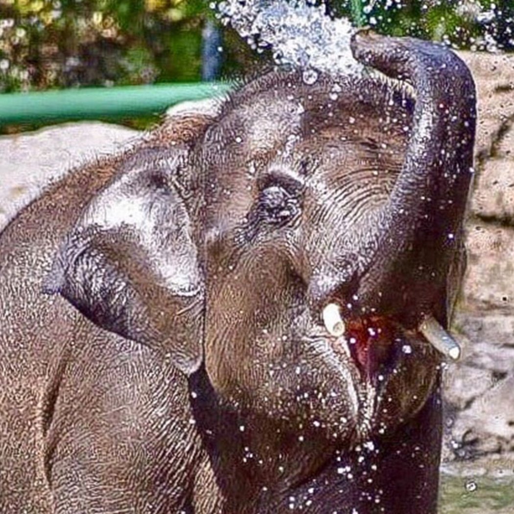Rosamond Gifford Zoo 1