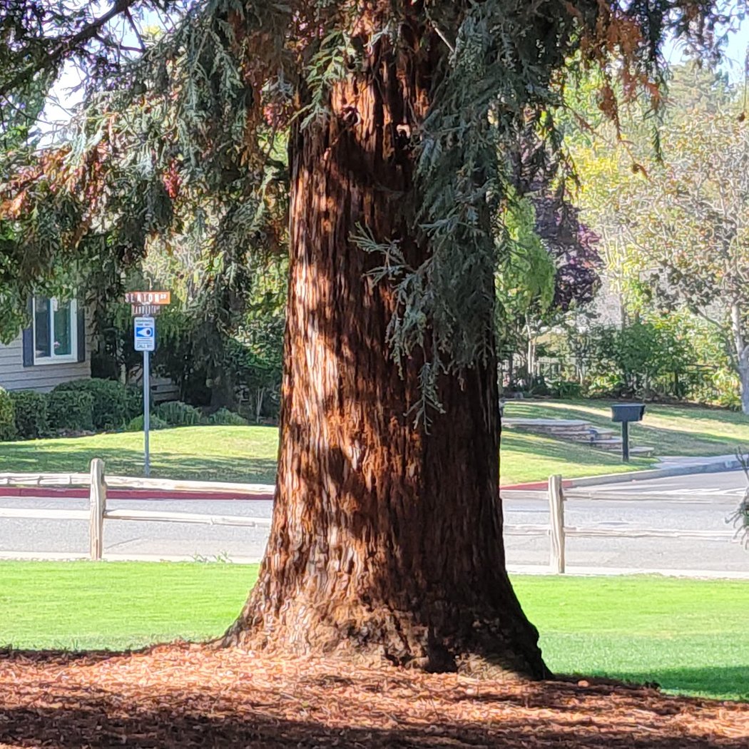 Foothill Park 4