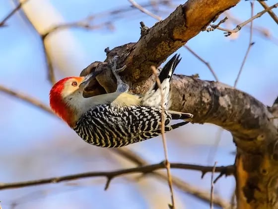 Birding in Peace 1