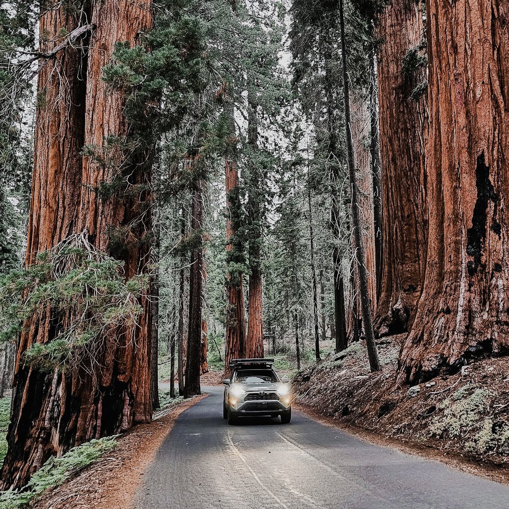 Sequoia National Park 3