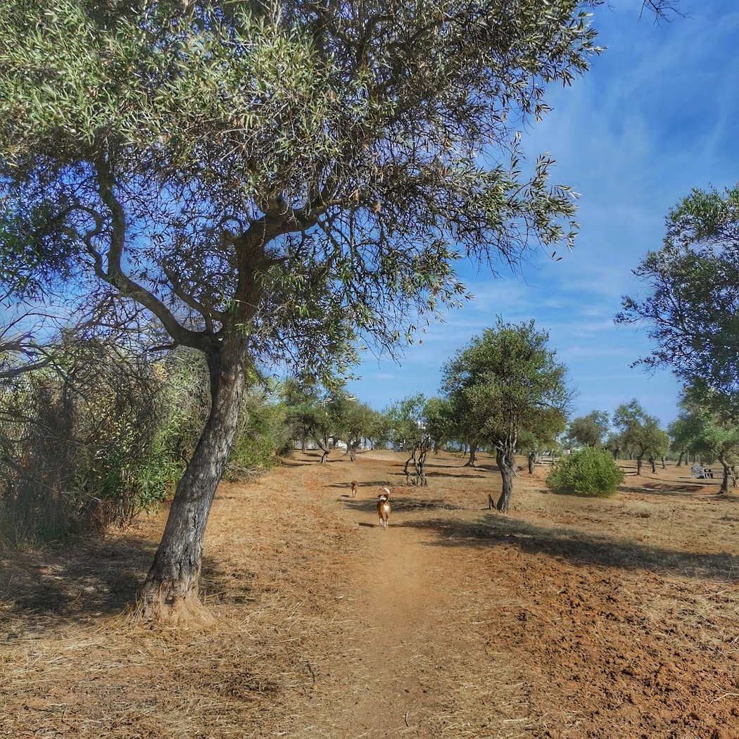 Perros el Zaudín Park 3