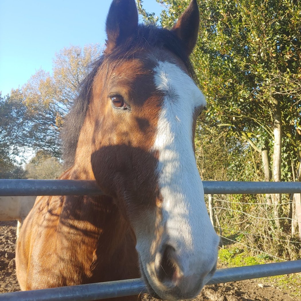 Equestrian Center Les Ecuries Du Clos 2