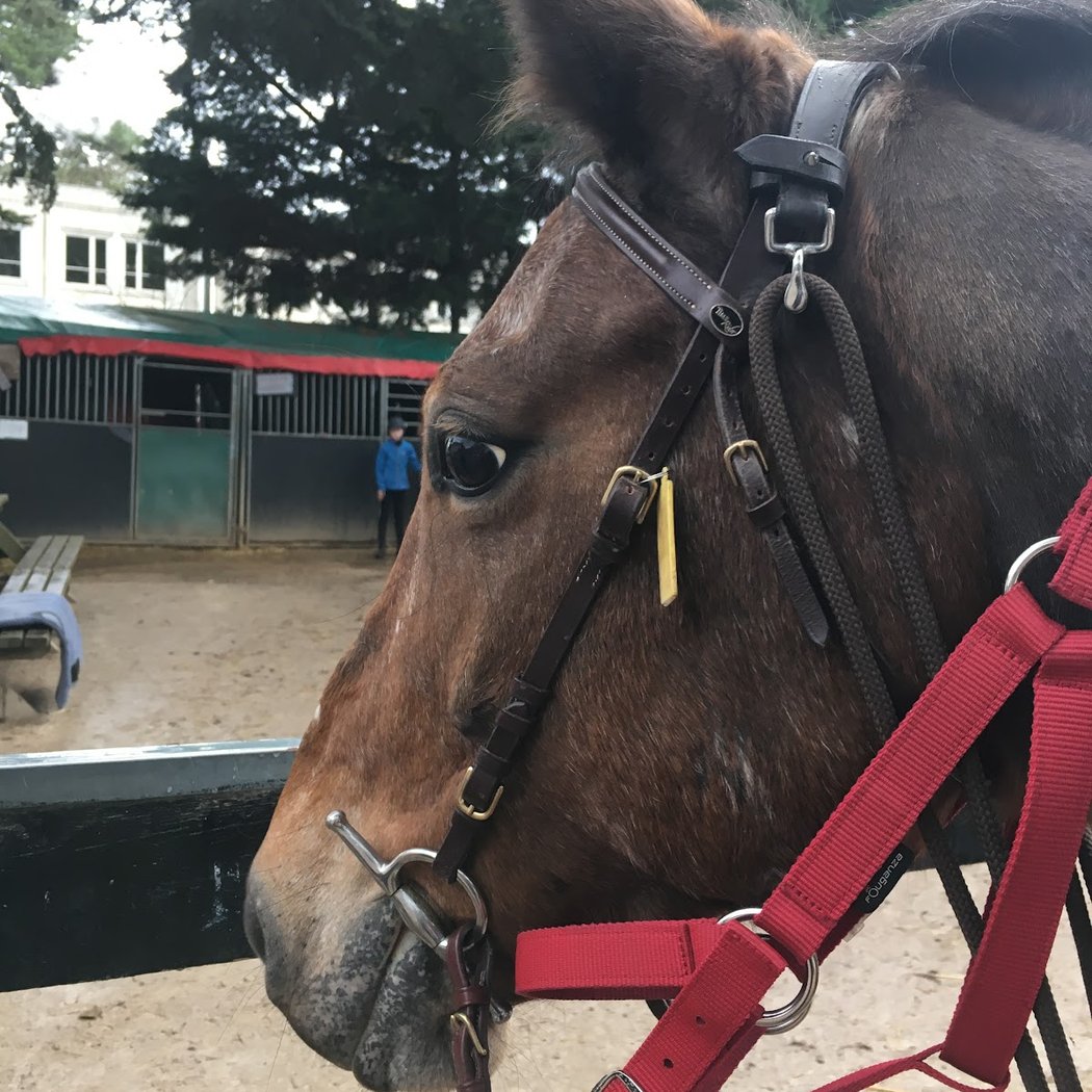 Poney’lib 3