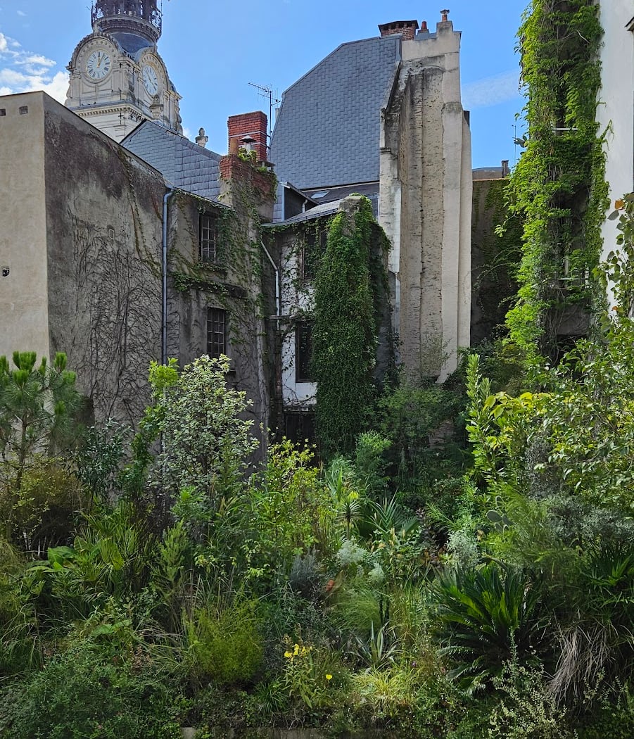 Jungle intérieure 3