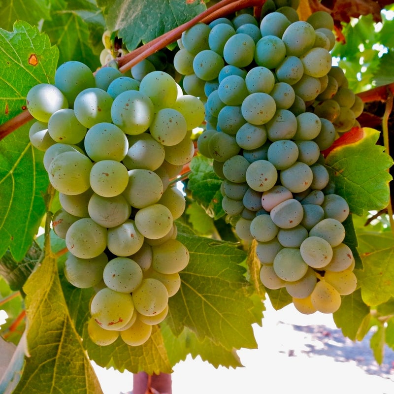 Sauvignon Blancs of the World - A Blind Tasting Class 1