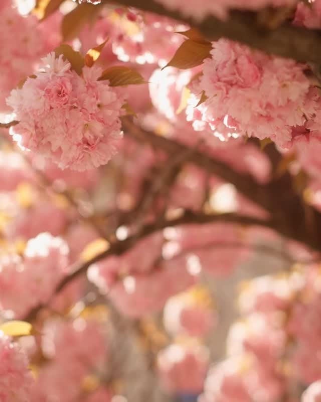 Hanami 1