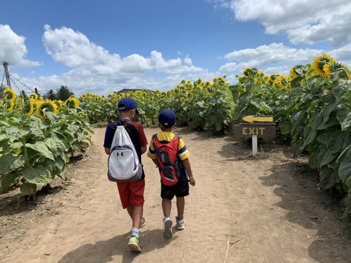 Sunflower Maze 4