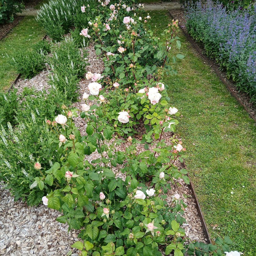Le Jardin des Senteurs 3
