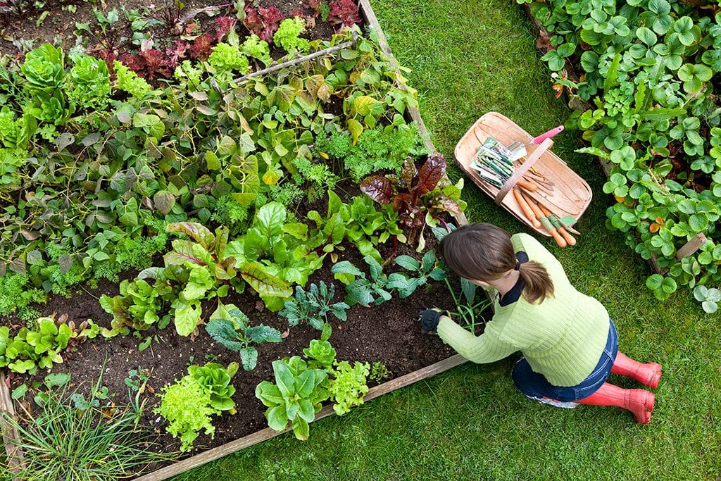 Gardening with an Ecological Mindset 1