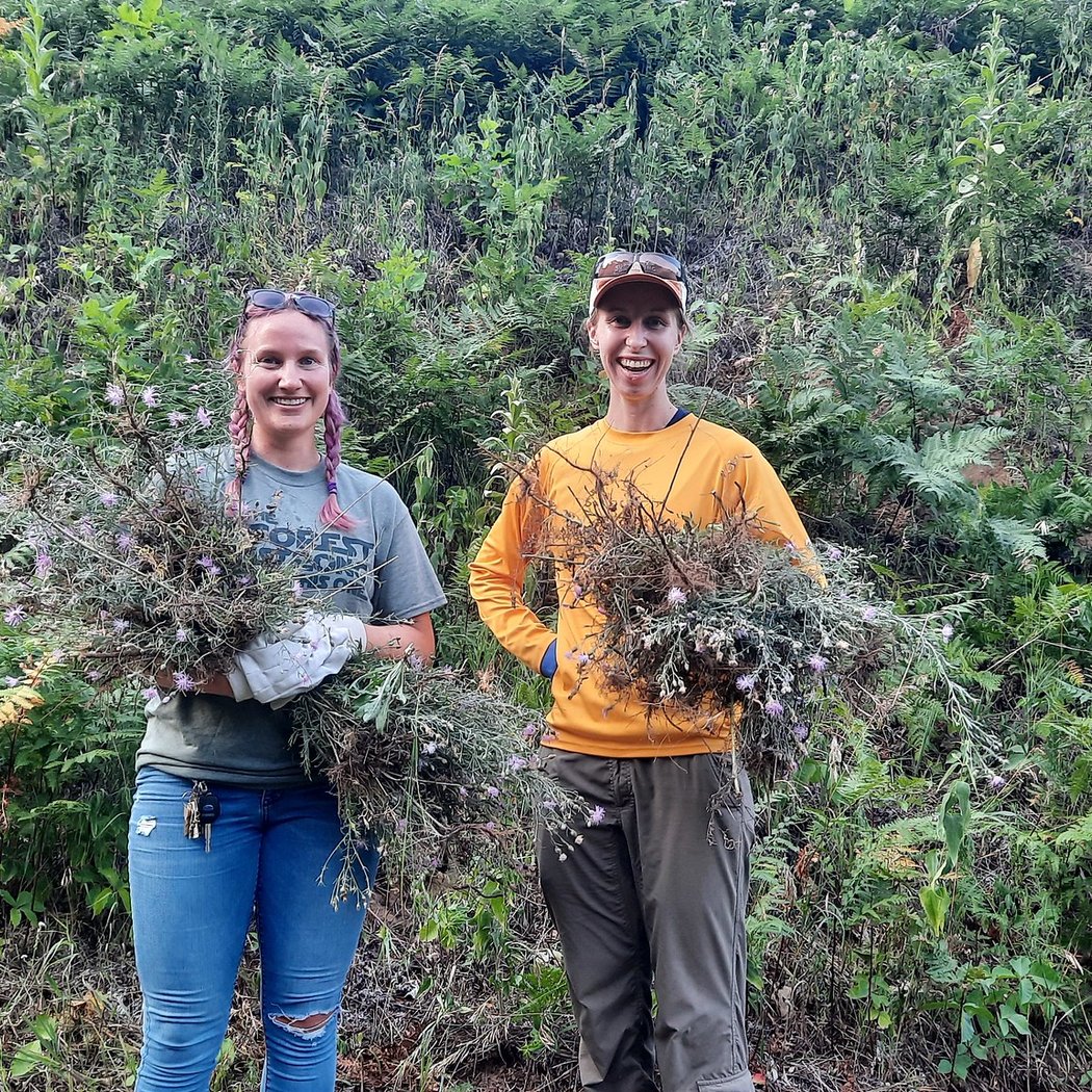 Waterloo Recreation Area: Spotted Knapweed Workday 1