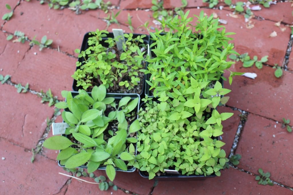 Seedling and Plant Swap at the EIC 3