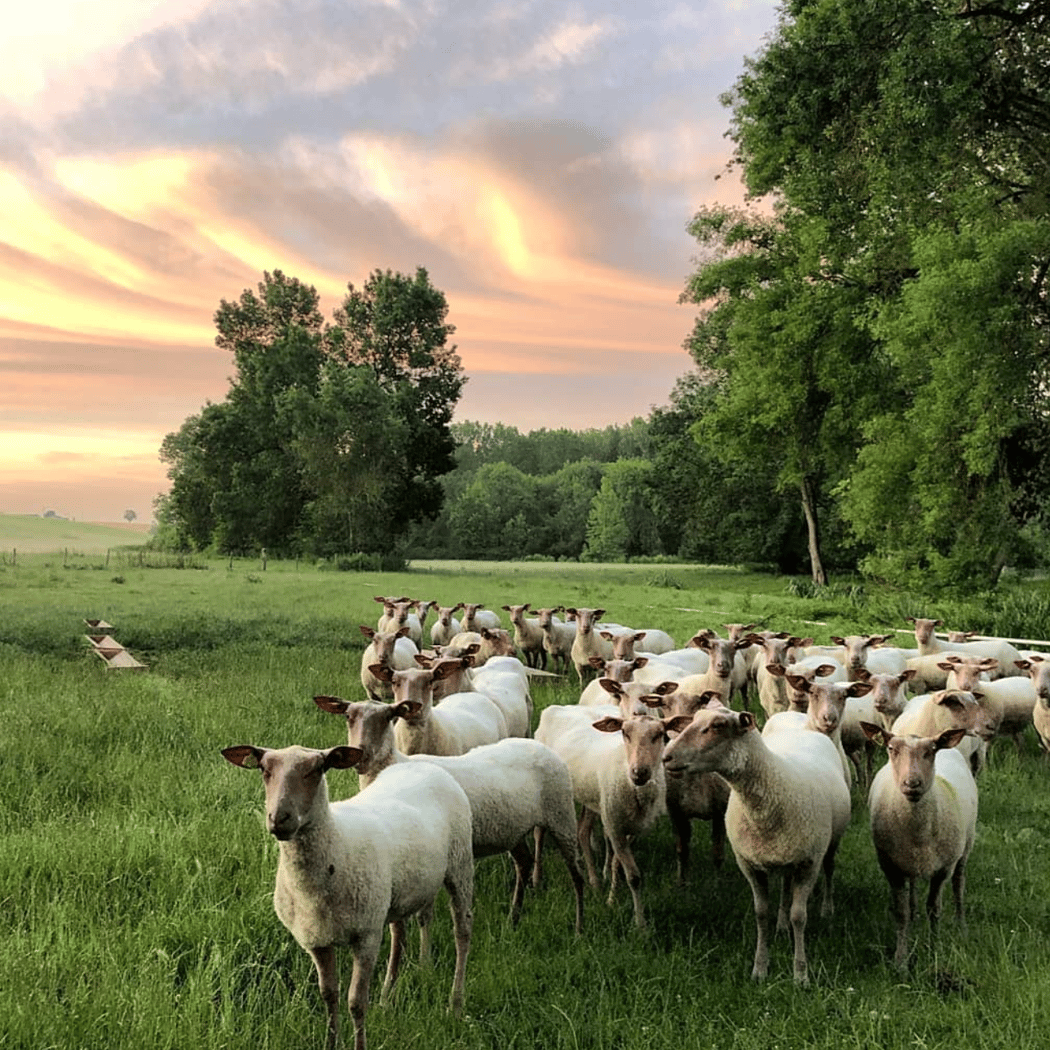Journée à la ferme 1