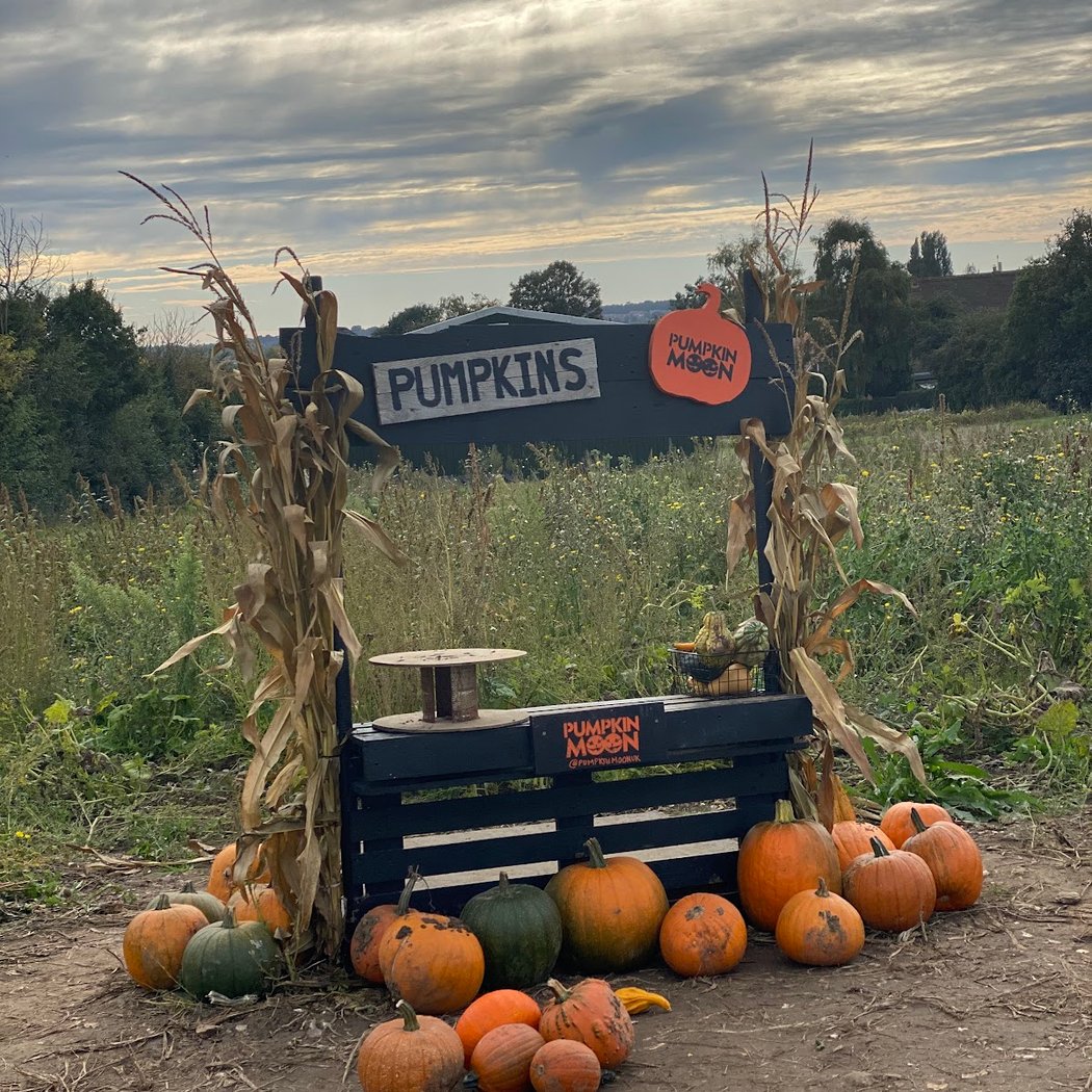 Pumpkinmoonuk 4