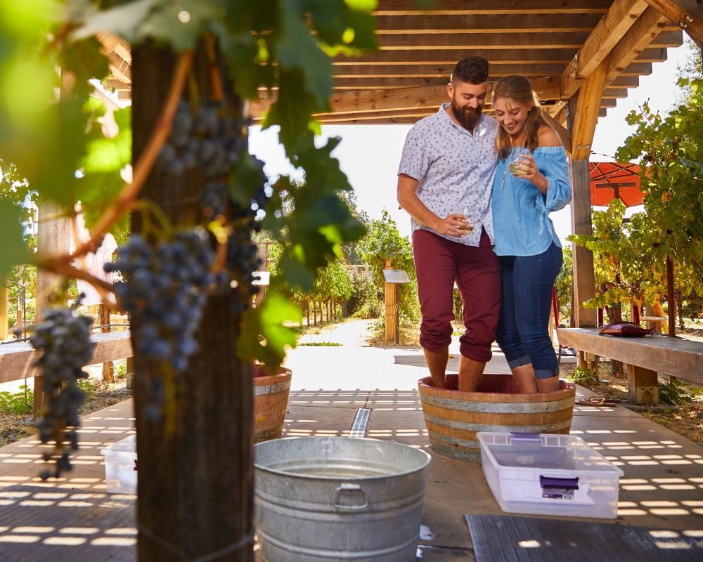Grape Stomp at Grgich Hills
