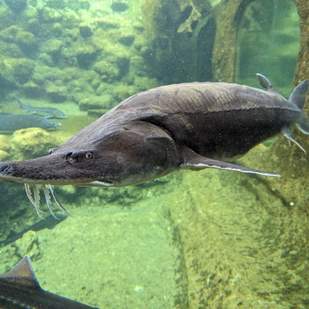 Aquarium Périgord Noir 2