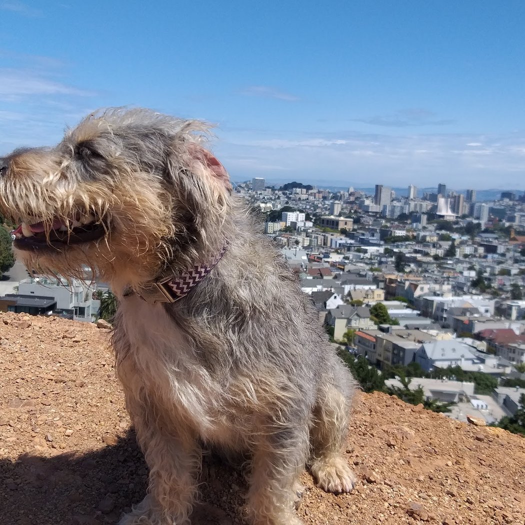 Corona Heights Dog Run 1