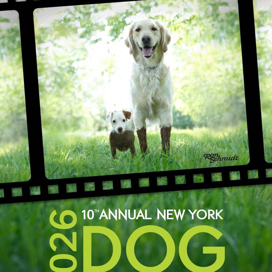 NY Dog Film Festival and NY Cat Film Festival 1