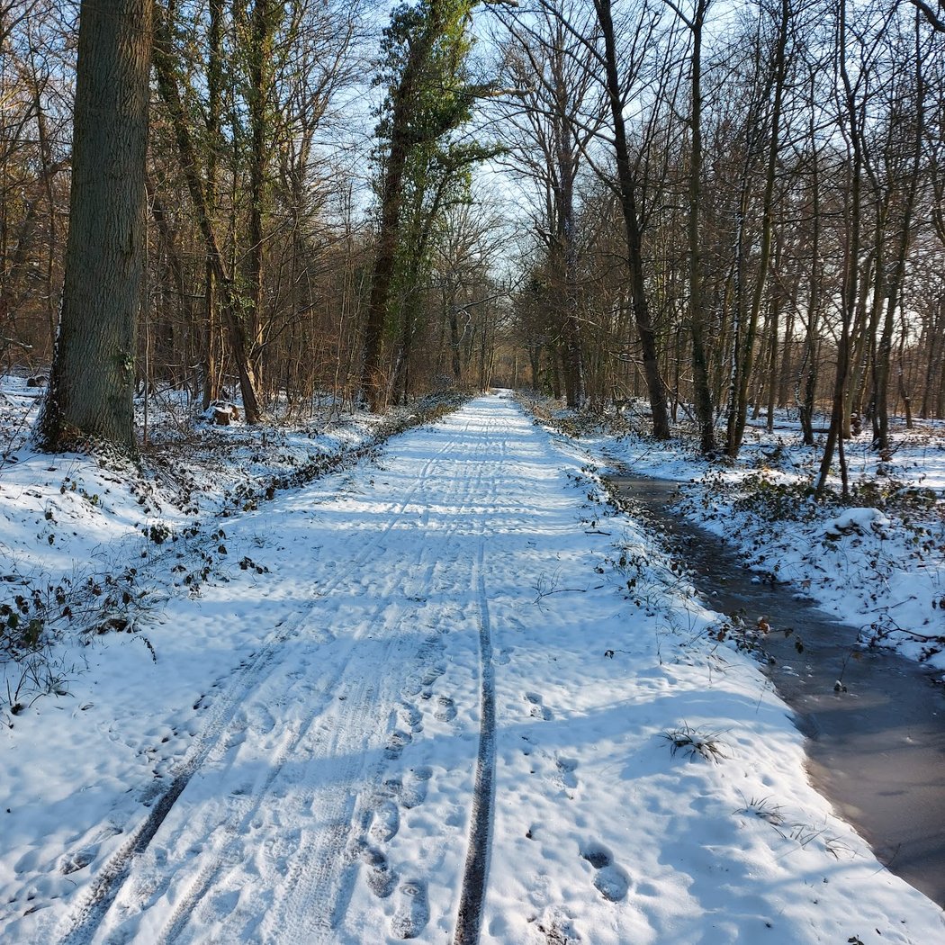 Forêt de Verrières 1