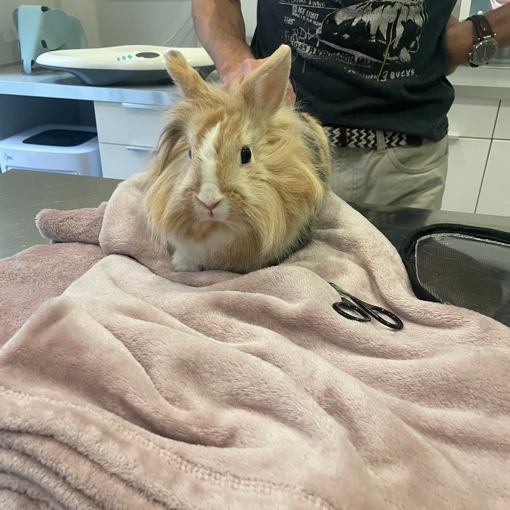 St Paul Veterinary Clinic of Drs Flachaire and Cartiaux 1