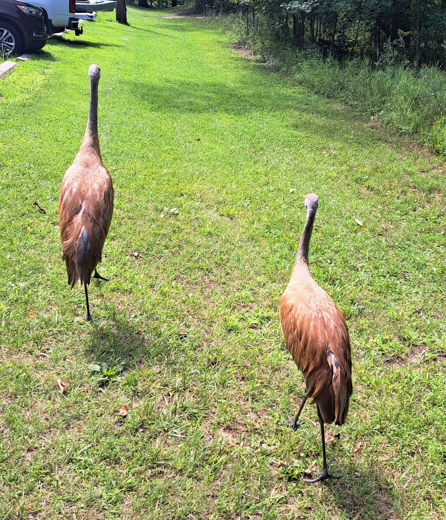 Turkey Trails 3