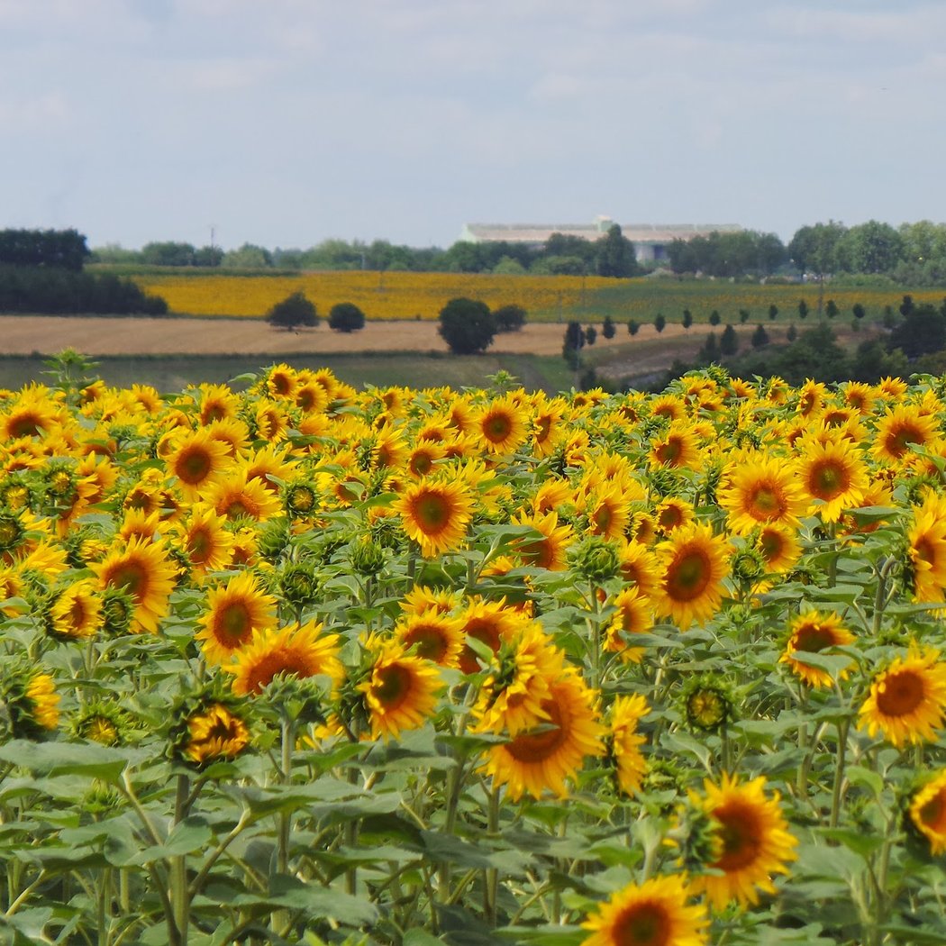 Sainte-Maure-de-Touraine 1