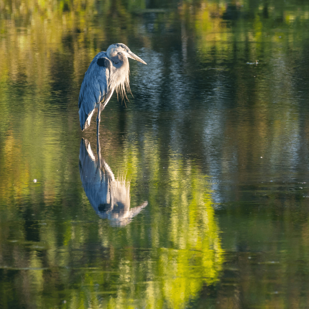 Water Week: Kids, Fish, and Streams