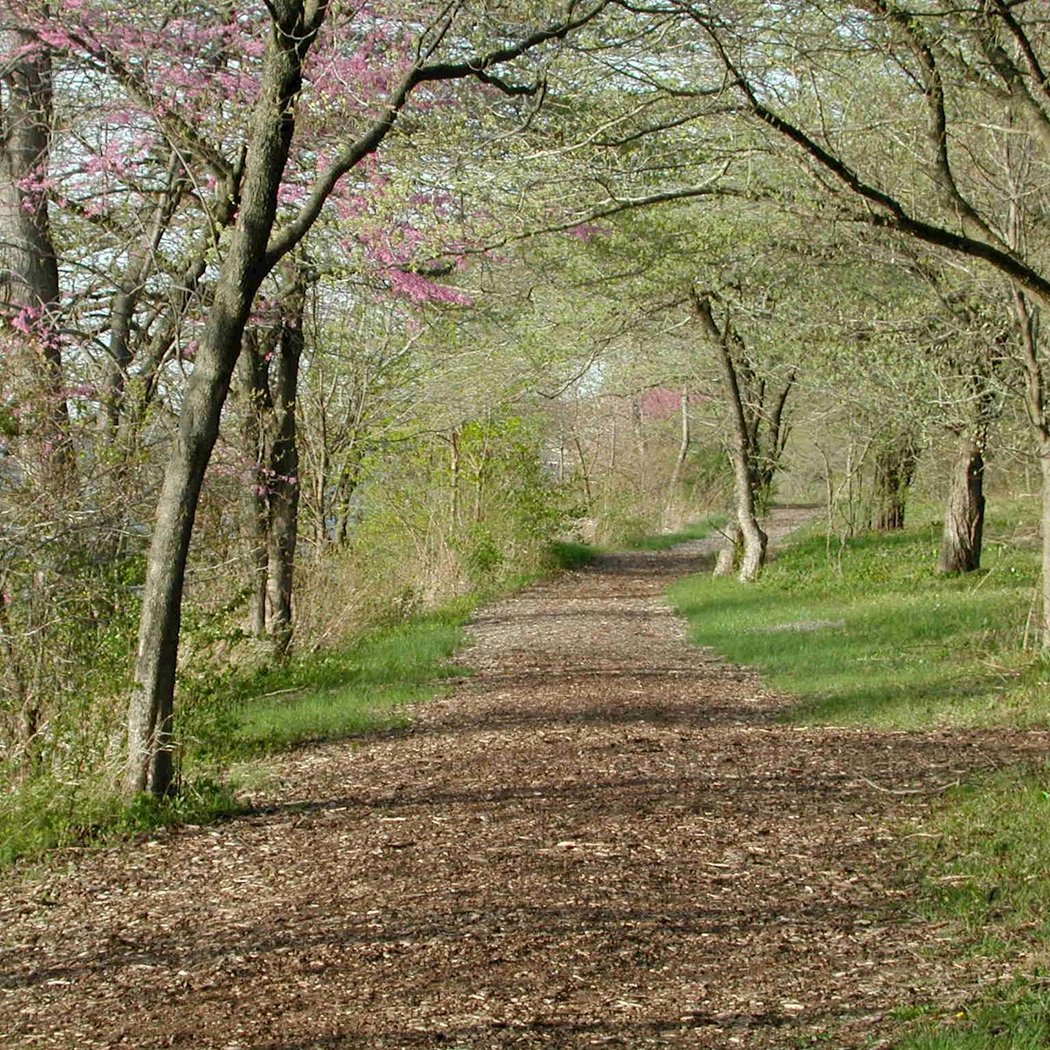 Forest Therapy 2
