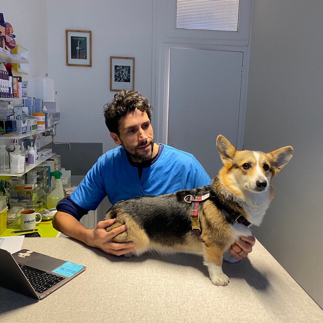 DOMVET - VETERINARY CLINIC 1