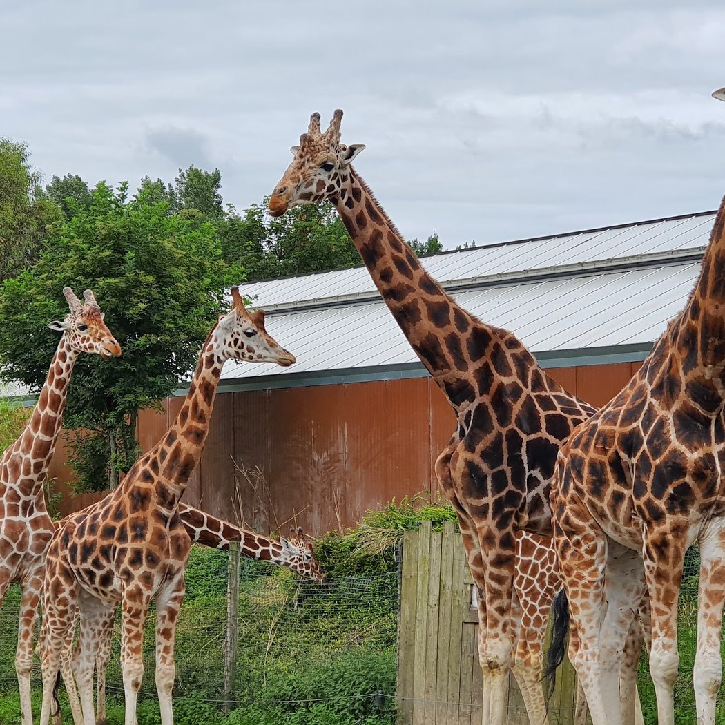 Zoo de Cerza 3