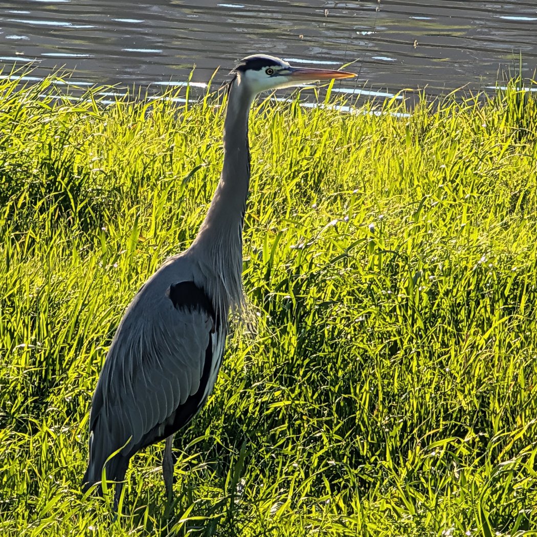 River Park Walk 1
