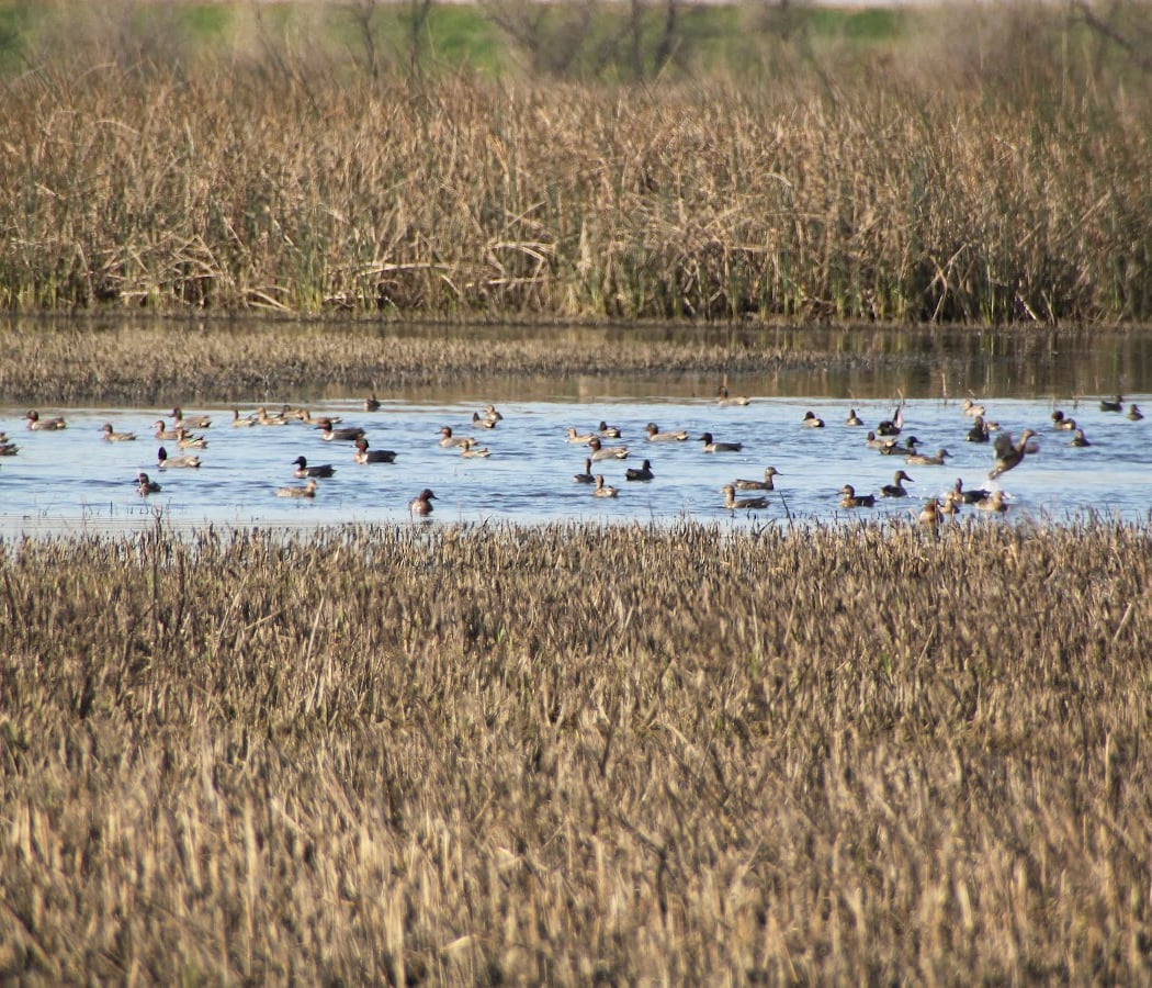 Young Birders Club 2