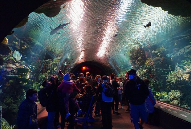 Ocean Wonders: Sharks! 2