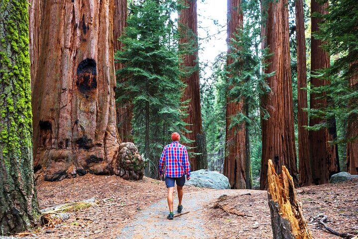Muir Woods and Sausalito Half Day Tour 1