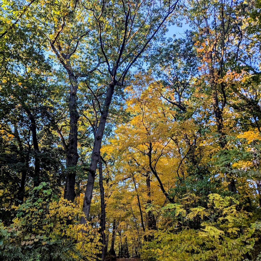 Forest Park forest trails 1