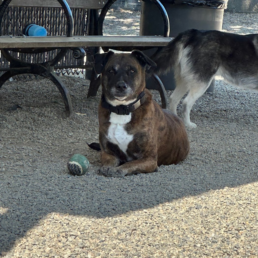 LIC Dog Park 2