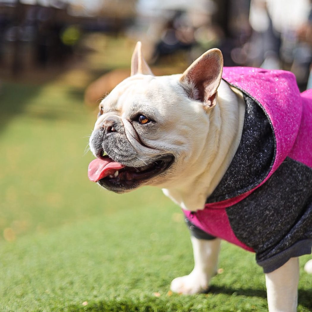 Breed Meet-up 3
