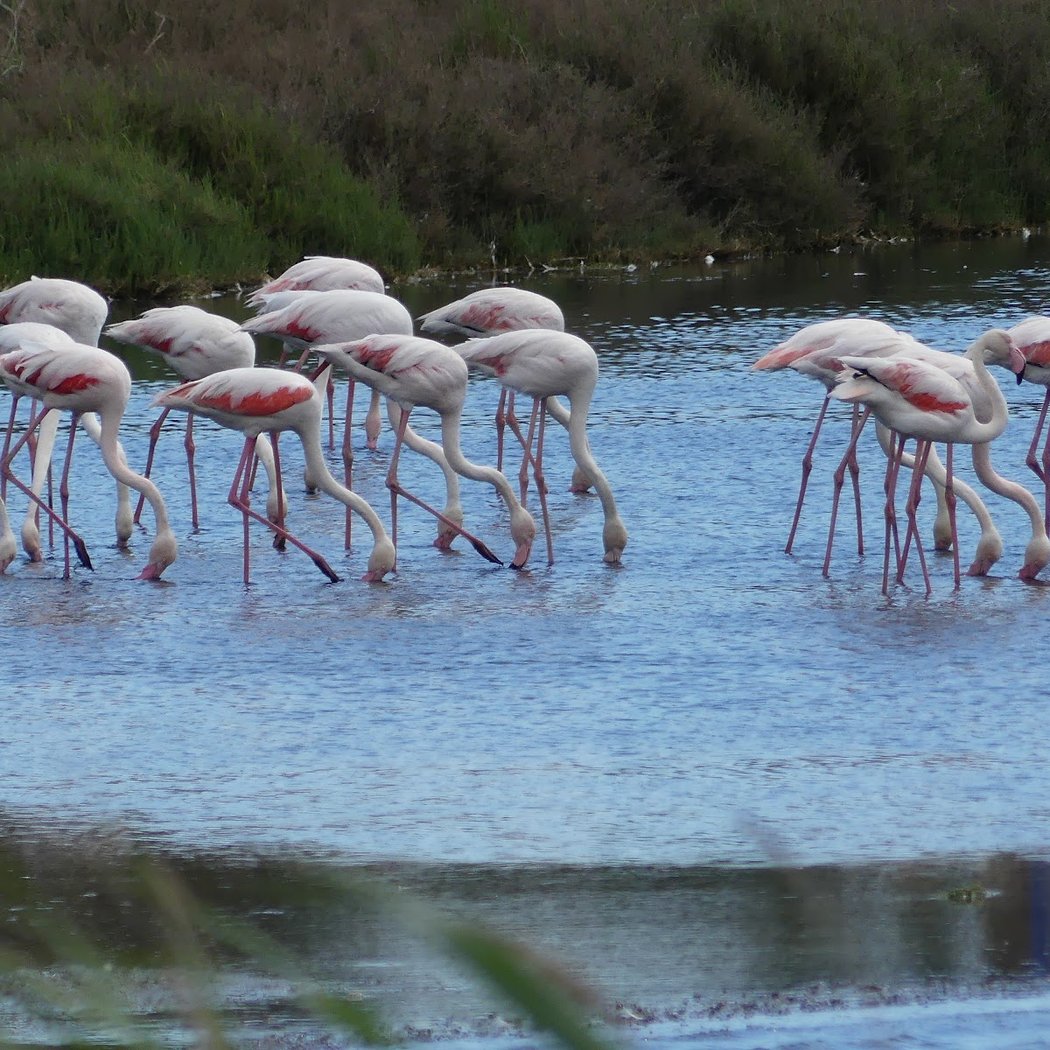 SALINS DES PESQUIERS HYERES 1