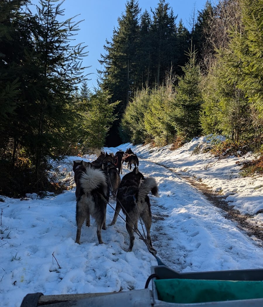 A Pas de Loups - Activités de traction canine - Balade chiens de traîneau, cani-balade, balade en kart 2