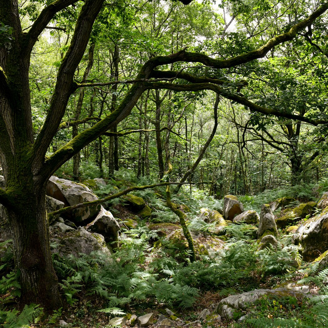 Balade contée et musicale au cœur de la forêt 1