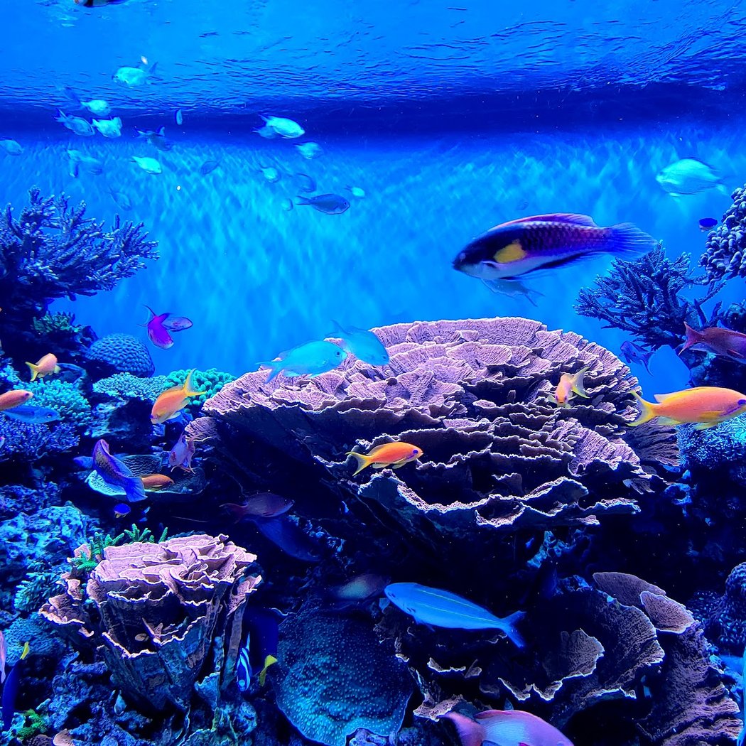 Monterey Bay Aquarium: Seafood Watch Program 2