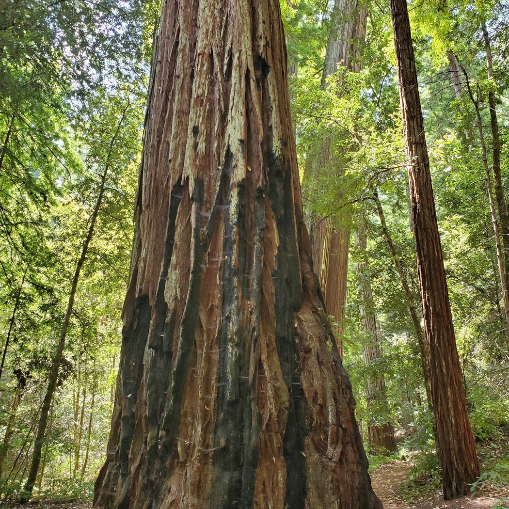 Earth Day BioBlitz 3